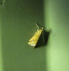 Achyra massalis