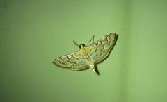 Cotachena hicana