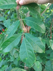 Bursera simaruba