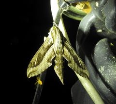 Hippotion velox