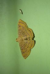 Homodes bracteigutta