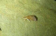 Hydrorybina polusalis