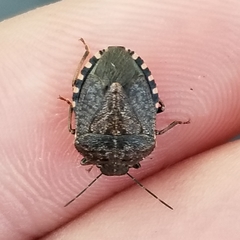 Holcostethus abbreviatus