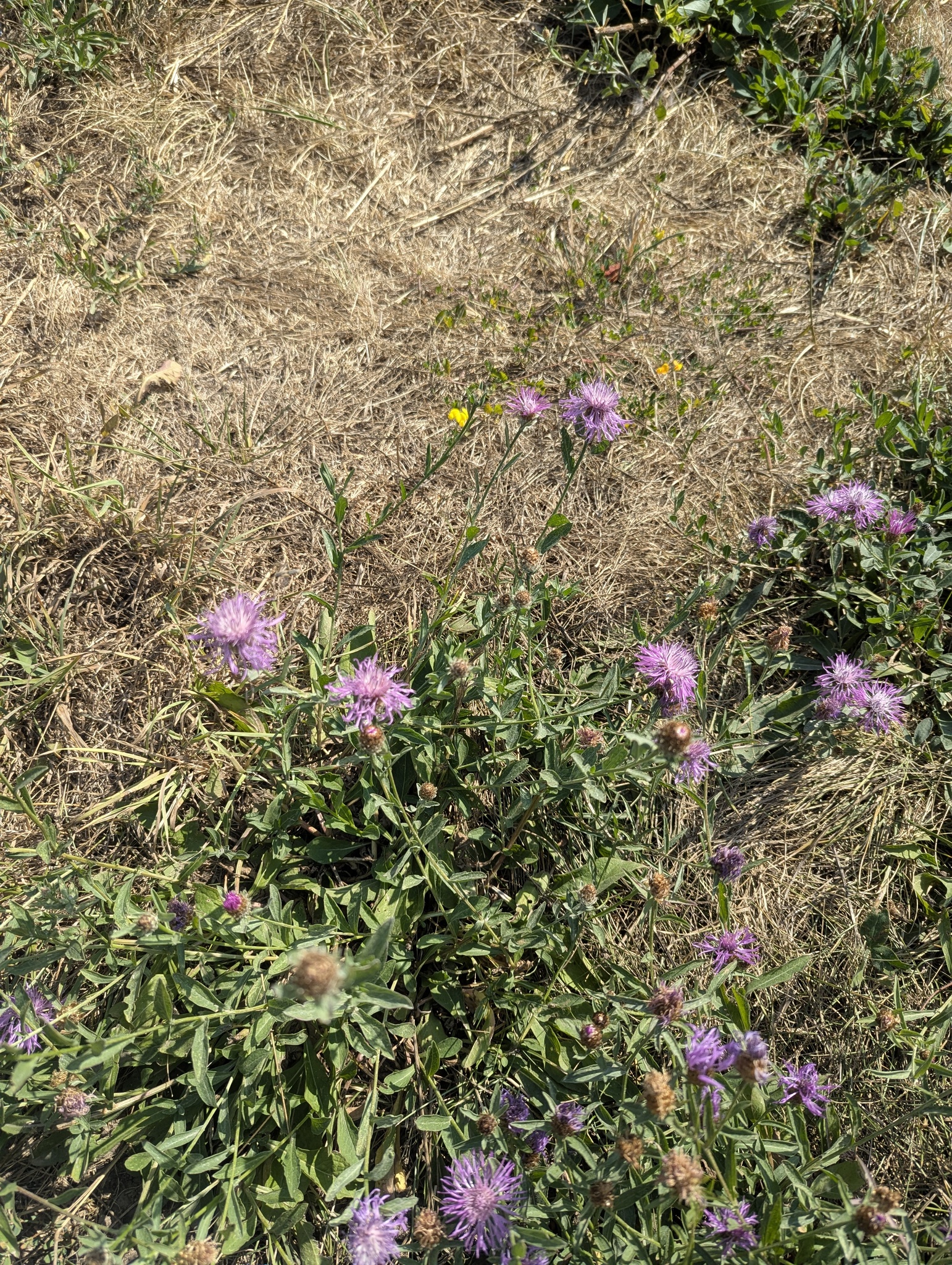 Brown Knapweed (Centaurea jacea)
