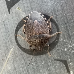 Holcostethus abbreviatus