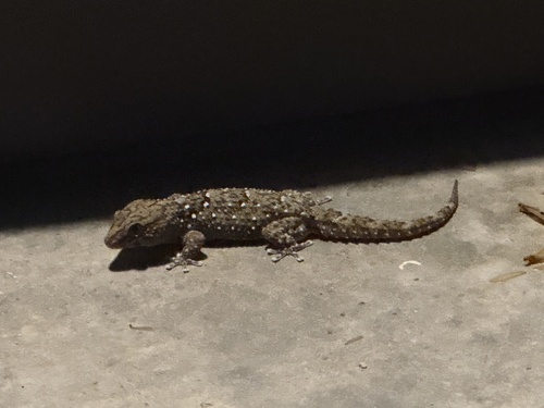 Fischer's Thick-toed Gecko