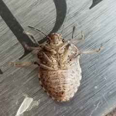 Holcostethus abbreviatus