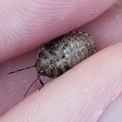 Holcostethus abbreviatus