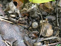 Oxychilus draparnaudi