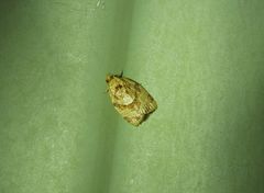 Adoxophyes templana
