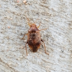 Agnocoris