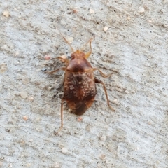 Agnocoris