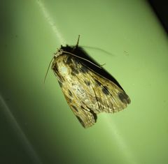 Aegilia describens