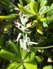 Fumaria flabellata