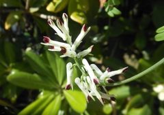 Fumaria flabellata