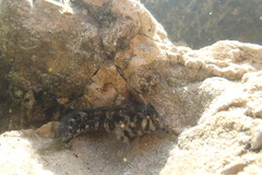 Parablennius tasmanianus