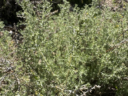 Artemisia herba-alba