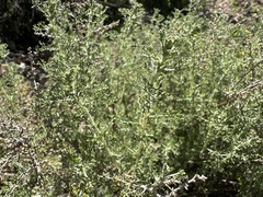 Artemisia herba-alba
