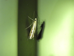 Euclasta maceratalis