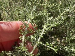 Artemisia herba-alba, photograph (c) Katrin Simon, some rights reserved (CC BY)