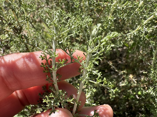Artemisia herba-alba, photograph 2