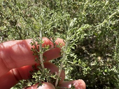 Artemisia herba-alba, photograph (c) Katrin Simon, some rights reserved (CC BY)