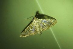 Glyphodes multilinealis