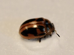 Calomela crassicornis