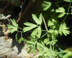 Fumaria flabellata