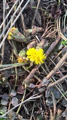 Tussilago farfara