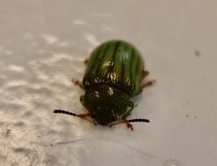 Calomela pallida