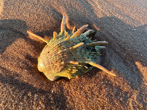 Spondylus victoriae observed 2026-04-02