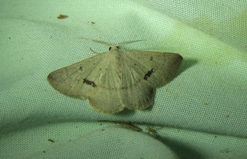 Nearcha benecristata