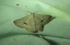 Nearcha benecristata