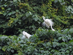 Egretta garzetta