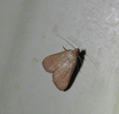 Hypsopygia repetita