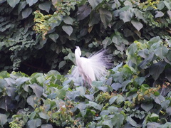 Egretta garzetta