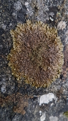 Xanthoparmelia loxodes