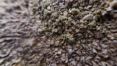 Xanthoparmelia loxodes