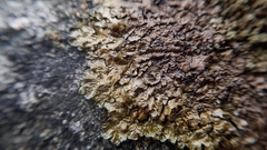 Xanthoparmelia loxodes