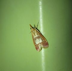 Syntonarcha vulnerata