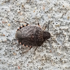 Holcostethus abbreviatus