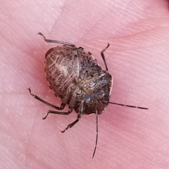 Holcostethus abbreviatus