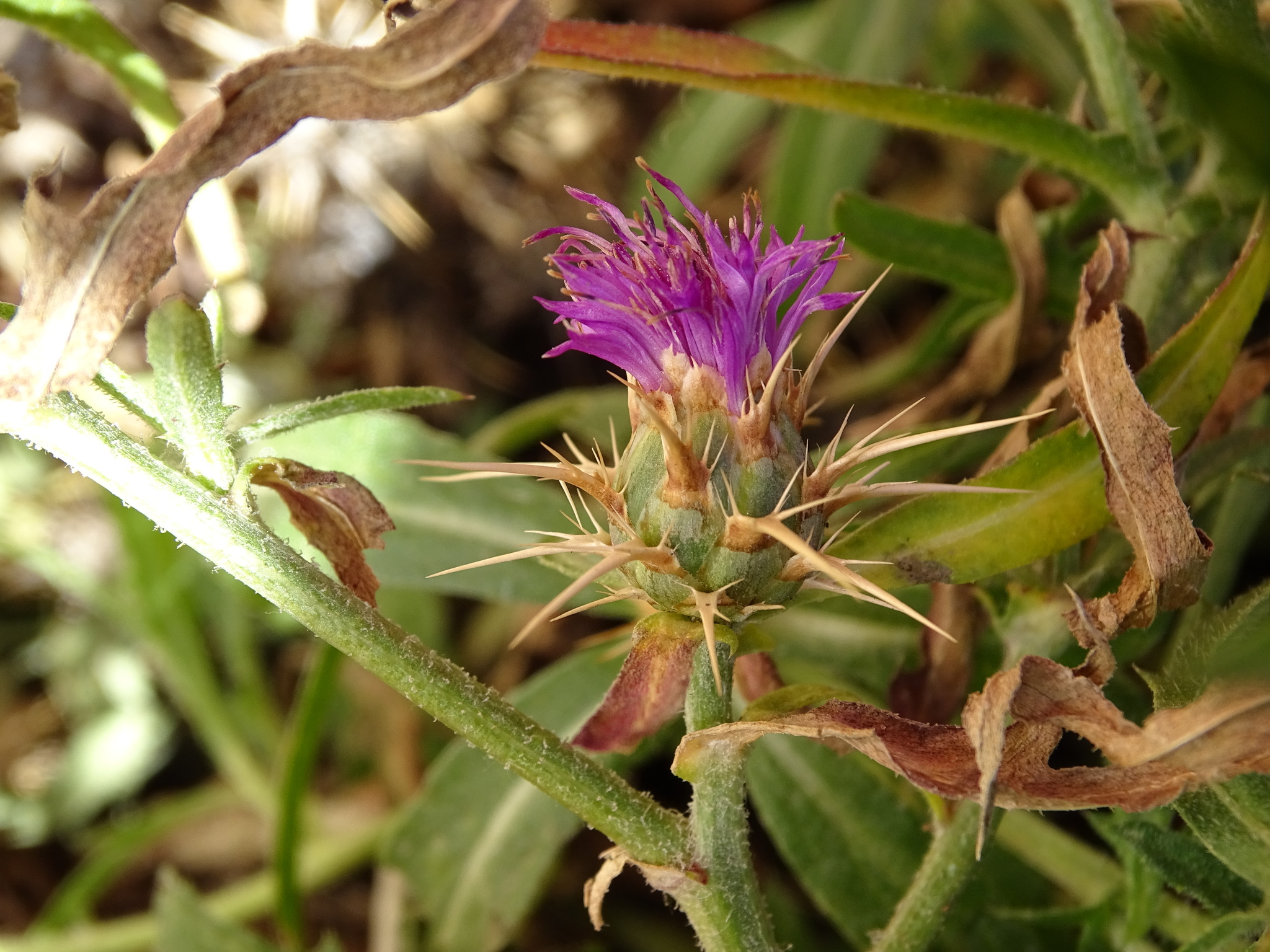 Centaurea X pouzinii
