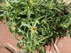 Centaurea × pouzinii