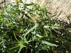 Centaurea × pouzinii