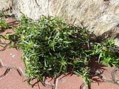 Centaurea × pouzinii