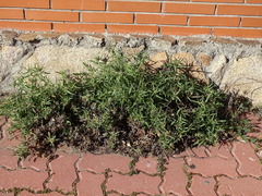 Centaurea × pouzinii