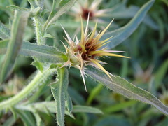 Centaurea × pouzinii