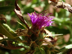 Centaurea × pouzinii